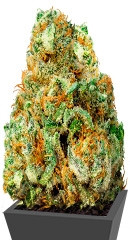 Turbo Bud Auto fem (Heavyweight Seeds)