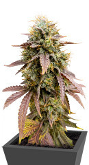 Florida Gaspack fem (Humboldt Seed Organization)
