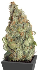 Chernobyl auto fem (Russian Genetic)