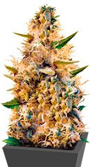 Jack Mist Tree fem (KFC Seeds)