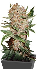 Bubblelicious Automatic fem (Nirvana Seeds) семена конопли
