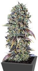Chocolate Cream fem (00 Seeds)