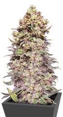 Gran Purple Banner Auto fem (Cali Buds Seeds)