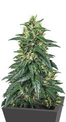 Hypnotic fem (Anaconda Seeds) семена конопли