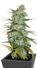 Master Kush fem (Nirvana Seeds)