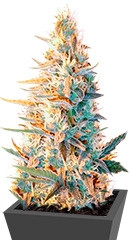 Outdoor Grapefruit fem (Female Seeds)