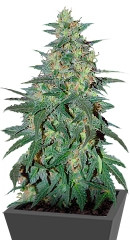 South African Kwazulu fem (World of Seeds)