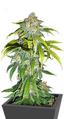 Blueberry Hill fem (Herbies Seeds)