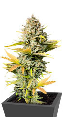 Dozy Sith fem (AlphaFem Seeds)