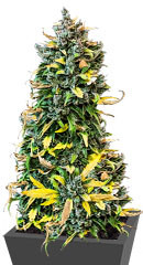 Haze Auto fem (Amsterdam Seeds)