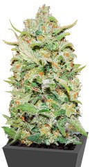 Peyote Critical fem (Barney's Farm)