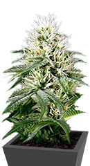 White Rhino fem (GHS)