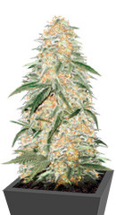 AK-77V fem (Victory Seeds)
