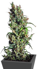 Eldorado fem (Nirvana Seeds)