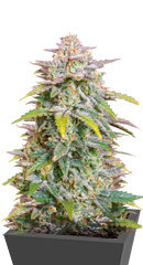 Forbidden Runtz Auto fem (FastBuds) семена конопли