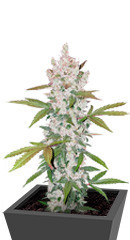 Gelato Auto fem (FastBuds) семена конопли