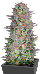 Kosher Cake Auto fem (FastBuds) семена конопли