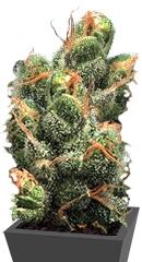 PG-13 regular (TH Seeds)