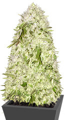 Sweet Harlem Diesel regular (Sumo Seeds)