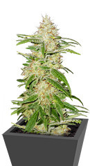 TnT Trichome fem (Dutch Passion)