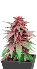 Tropicanna Poison F1 Fast Version fem (Sweet Seeds)