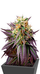 Jealousy fem (Original Sensible Seeds)