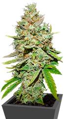 Blue Hash fem (Dinafem Seeds)