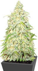 Cali Gangsta Kush fem (Sumo Seeds)