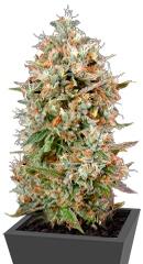 Dinachem fem (Dinafem Seeds)