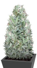 Niagara Auto fem (Doctor’s Choiсe)