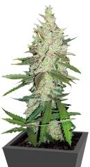 Outlaw Amnesia fem (Dutch Passion)