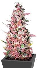 Purple Glam Kush fem (Bulk Seed Bank)