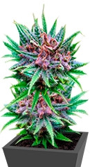 Passion #1 fem (Dutch Passion)