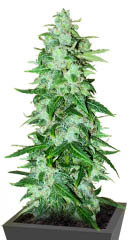 Brain Stroke Auto fem (High Speed ​​Buds)