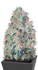 Green Wild Shark fem (Victory Seeds)