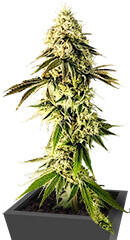 Jealousy Kush fem (Seedkeepers)