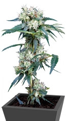 NL5 Haze Mist fem (GHS)
