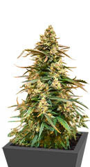 Sith OG fem (AlphaFem Seeds) семена конопли