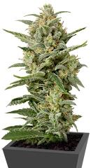 White Widow XXL Autoflowering fem (Dinafem Seeds)