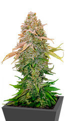 Runtz fem (Barney's Farm) семена конопли