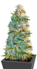 Auto Heaven fem (Victory Seeds)