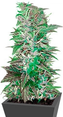Auto Speed Bud fem (Female Seeds)