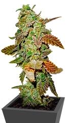 Diesel fem (Dinafem Seeds)
