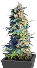 Gorilla 4 Autoflower fem (Easy Grow Seeds) семена конопли