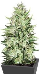 Auto Mazar Extra fem (Bulk Seed Bank)