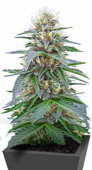 Northern Lights 10 of 10 fem (Seedkeepers)