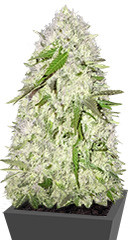 Sweet Harlem Diesel fem (Sumo Seeds)