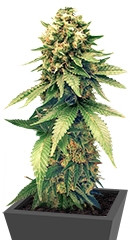 Swiss Cheese regular (Nirvana Seeds)