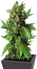 Auto Duck fem (Dutch Passion)