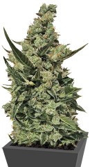 CBD Auto 1:1 auto fem (FastBuds Seeds) семена конопли
